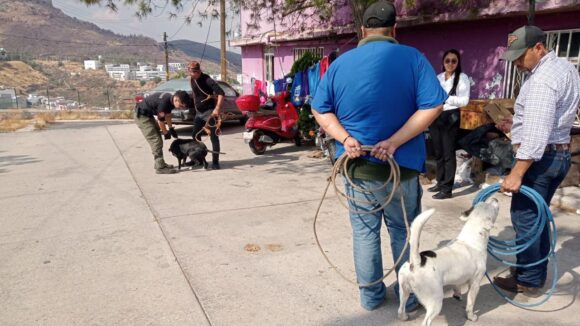 REALIZA AYUNTAMIENTO DE ZACATECAS CAPTURA DE CANES AGRESIVOS
