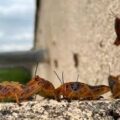 ENFRENTAN EMERGENCIA AGRÍCOLA POR PLAGA DE CHAPULINES EN ZACATECAS