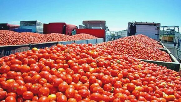 MÉXICO FIJA PRECIOS MÍNIMOS PARA EL JITOMATE MÉXICO FIJA PRECIOS MÍNIMOS PARA EL JITOMATE