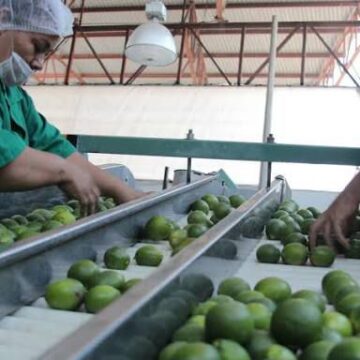 LOS VIAGRAS AUMENTAN AL DOBLE CUOTA DE EXTORSIÓN A LIMONEROS DE MICHOACÁN LOS VIAGRAS AUMENTAN AL DOBLE CUOTA DE EXTORSIÓN A LIMONEROS DE MICHOACÁN