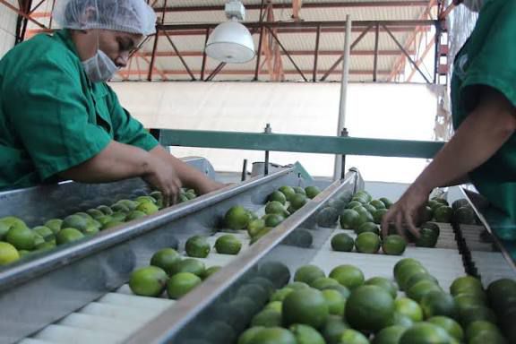 LOS VIAGRAS AUMENTAN AL DOBLE CUOTA DE EXTORSIÓN A LIMONEROS DE MICHOACÁN