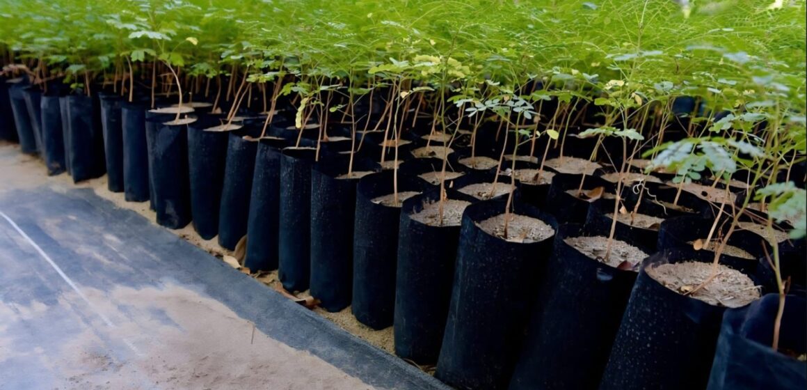 ZACATECAS CAPITAL PROMUEVE CULTURA AMBIENTAL CON NUEVAS REFORESTACIONES ZACATECAS CAPITAL PROMUEVE CULTURA AMBIENTAL CON NUEVAS REFORESTACIONES