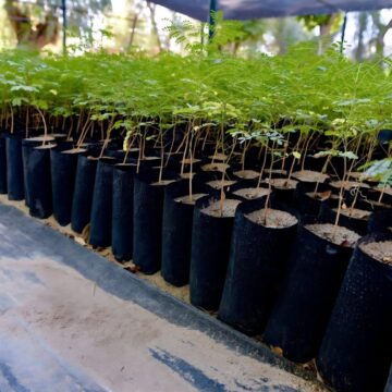 ZACATECAS CAPITAL PROMUEVE CULTURA AMBIENTAL CON NUEVAS REFORESTACIONES ZACATECAS CAPITAL PROMUEVE CULTURA AMBIENTAL CON NUEVAS REFORESTACIONES