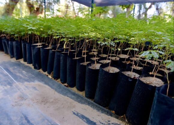 ZACATECAS CAPITAL PROMUEVE CULTURA AMBIENTAL CON NUEVAS REFORESTACIONES