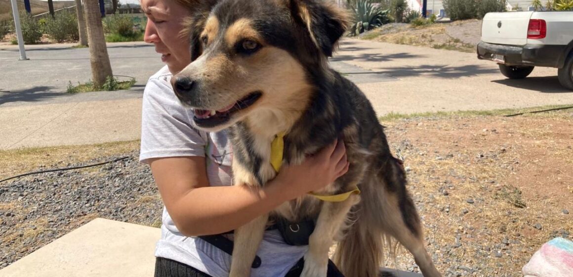 ZACATECAS CAPITAL IMPULSA CAMPAÑA INTERMUNICIPAL DE ESTERILIZACIÓN Y RESPALDA A MUNICIPIOS DEL ESTADO