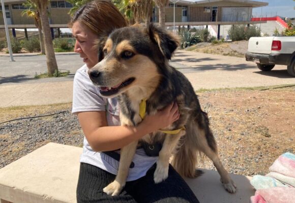 ZACATECAS CAPITAL IMPULSA CAMPAÑA INTERMUNICIPAL DE ESTERILIZACIÓN Y RESPALDA A MUNICIPIOS DEL ESTADO