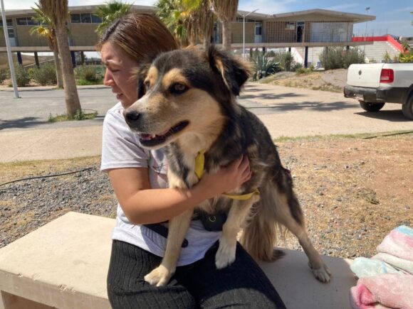 ZACATECAS CAPITAL IMPULSA CAMPAÑA INTERMUNICIPAL DE ESTERILIZACIÓN Y RESPALDA A MUNICIPIOS DEL ESTADO